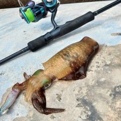 エギング秋シーズン開幕！ ～越前海岸～